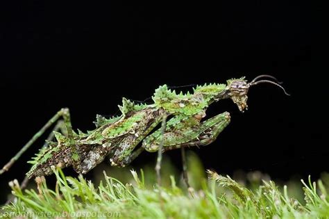 Moss Mantis Hannia Sp I2 I4 — Mantis Universe