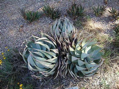 Aloe peglerae | | plant lust