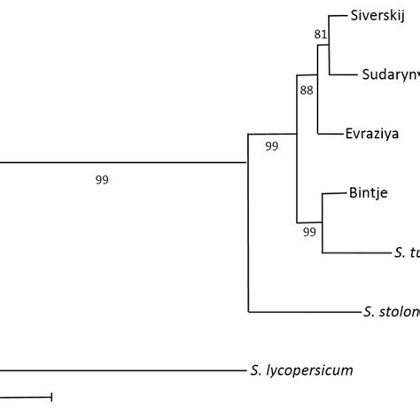 Phylogenetic Tree Reconstructed By Iq Tree Maximum Likelihood Method