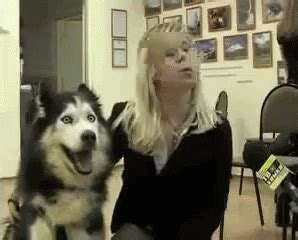 Surprised Good Dog GIF - Surprised Good Dog - Discover & Share GIFs