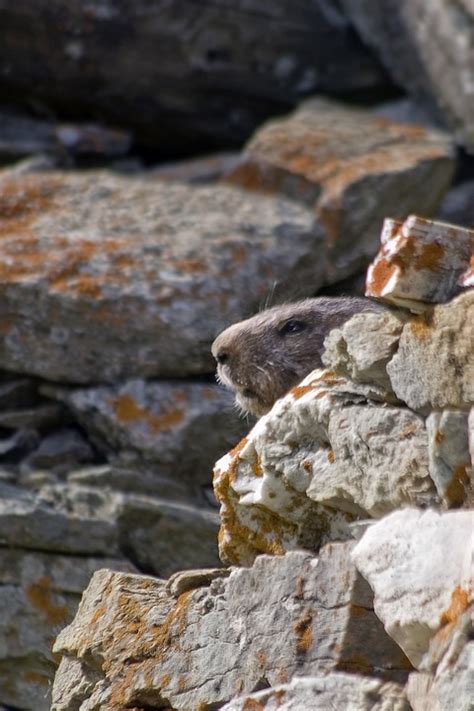 Marmot Animal Nature - Free photo on Pixabay