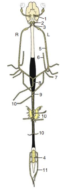 Parasympatisch Zenuwstelsel Diagram Quizlet