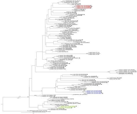 Frontiers Three New Species Of Laccaria Agaricales Basidiomycota