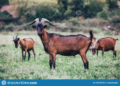 Cabras Alpinas Que Pastam No Prado Foto De Stock Imagem De Verde