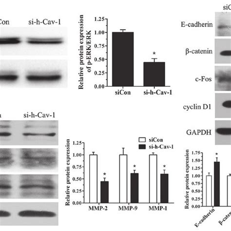 Effect Of Caveolin Knockdown On The Activation Of The Erk Pathway