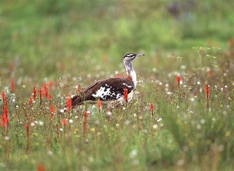 Kitulo National Park