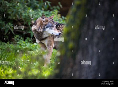 Gray Eurasian Wolf Canis Lupus Stock Photo Alamy