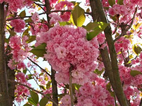 Free Images Tree Nature Branch Blossom White Flower Food