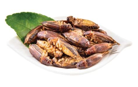 Jamaican Crickets (Gryllus Assimilis Sp) - JR Unique Foods Ltd