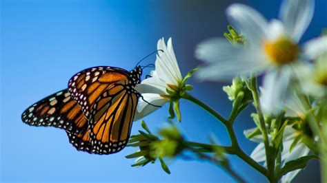 Butterfly Migration California