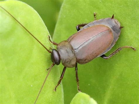 ¿te Tomarías Un Vaso Por Qué La Leche De Cucaracha Podría Ser El