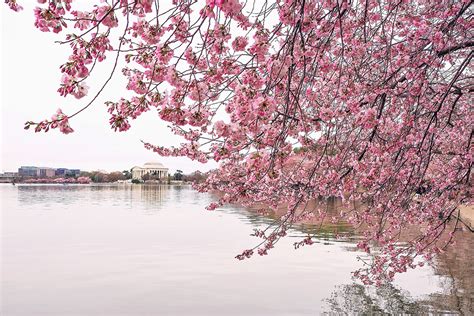 Cherry Blossoms in Washington | The WANDERLUSTers