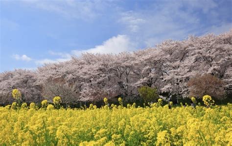 【日本櫻花季2024】日本櫻花預測：日本各地櫻花前線最佳賞櫻時期 Japan Web Magazine