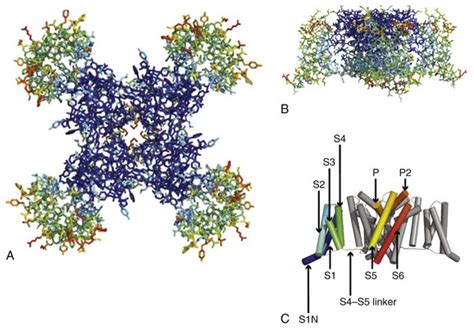 Voltage-Gated Sodium Channels and Electrical Excitability of the Heart | Clinical Gate