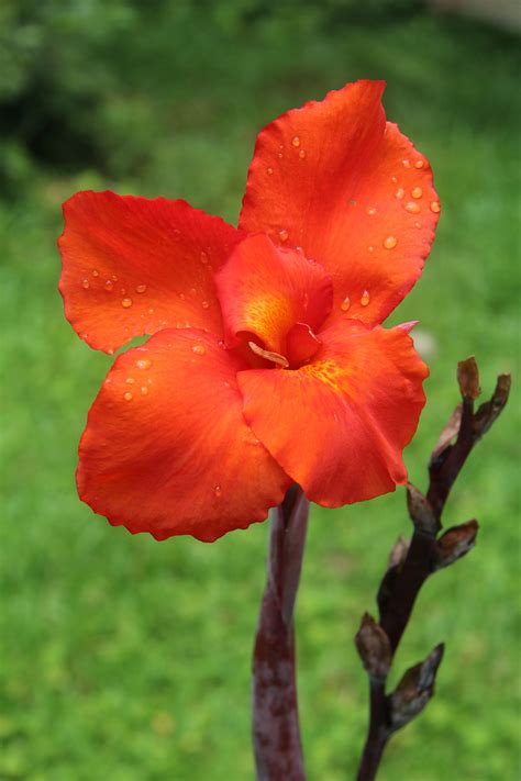 Canna Lily Flower Free Stock Photo Public Domain Pictures