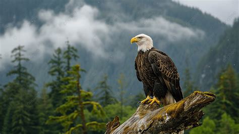 A Bald Eagle Sitting On A Log In British Columbia Background, Bald Eagle, Eagle, Bird Background ...