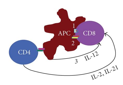 Successful activation of CD8 T cells requires three signals by APCs and ...