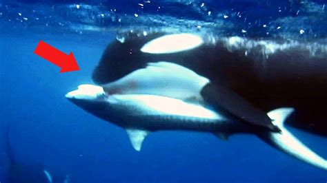 Tubarão Branco vs Orca É Por Esse Motivo Que A Orca É O Maior Pesadelo