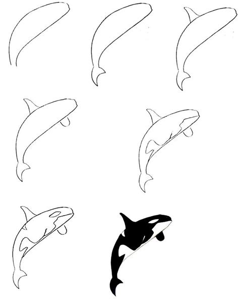 Easy Steps To Create A Killer Whale Drawing How To Draw A Killer