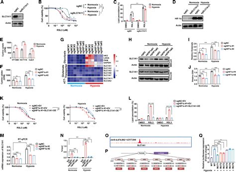 Hif Drives Resistance To Ferroptosis In Solid Tumors By Promoting