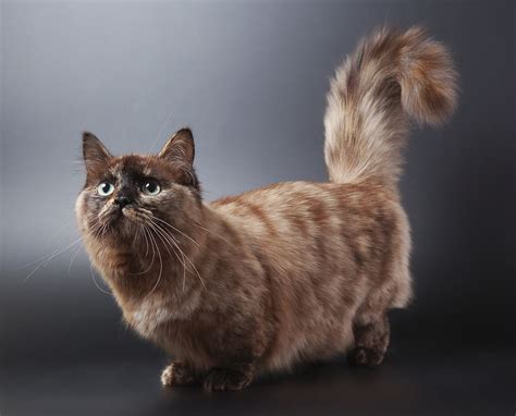 Munchkin Cats | TheCatSite