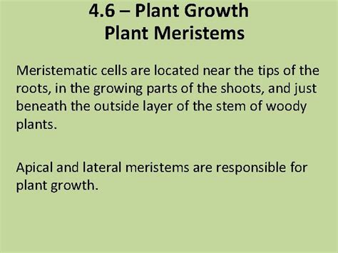 4 6 Plant Growth Plant Meristems Meristematic cells