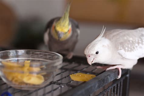 Raw Or Cooked Vegetables To Feed Cockatiel