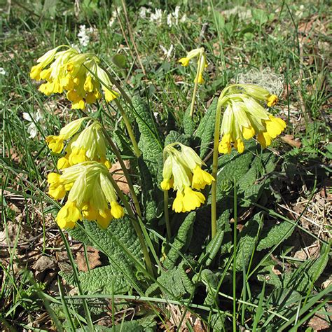Primula macrocalyx - Изображение особи - Плантариум