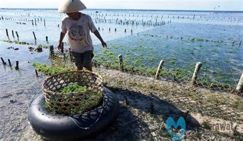 Mengenal Budidaya Rumput Laut Di Imagesee