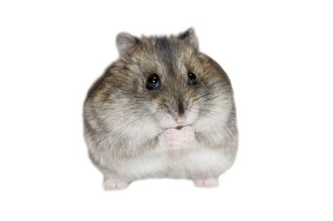 How to Know if Your Hamster is Too Fat » Petsoid