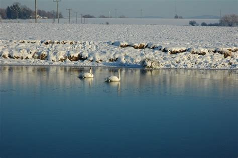 Swans On The Frozen Avon Philip Halling Cc By Sa 2 0 Geograph