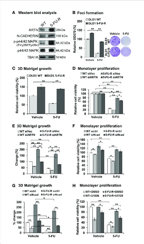 Artn In Crc Cells Decreases Fu Sensitivity And Mediates Fu