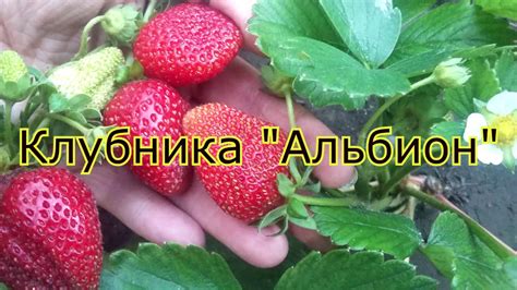 Земляника Альбион Описание Сорта Фото Отзывы — Фото Картинки