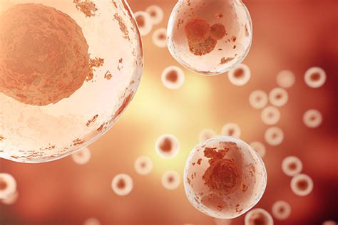 Cord Blood Stem Cells Vs Bone Marrow Stem Cells Medcells Cord Blood