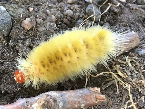 Densely Fuzzy Yellow Caterpillar With Tomato Red Head Halysidota Harrisii Bugguidenet