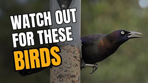 4 Backyard Birds You Dont Want At Your Feeder 2 Are Invasive Youtube