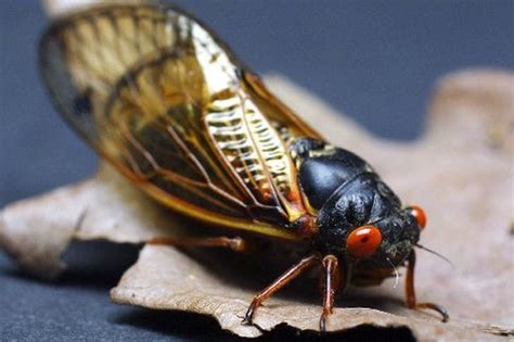 Billions Of 17 Year Cicadas Are About To Emerge And Swarm Michigan