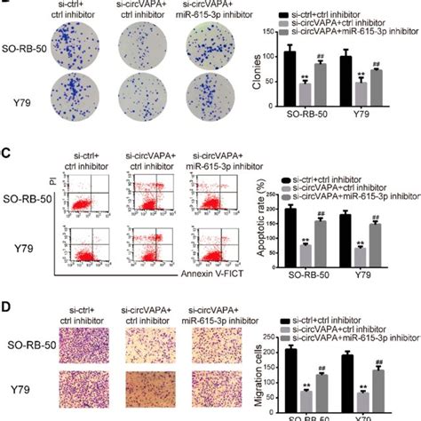 Mir P Inhibitor Mitigated The Si Circvapa Induced Oncogenic