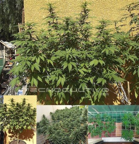 Tecnicas de cultivo SCROG para un máximo rendimiento