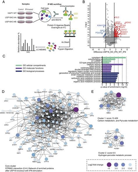 Usp16 Is An Isg15 Cross Reactive Deubiquitinase That Targets Pro Isg15