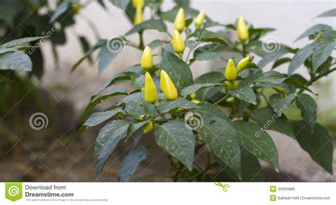 Frutescens Do Capsicum Foto De Stock Imagem De Curta