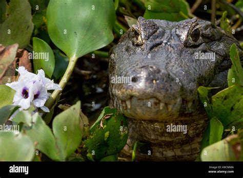 Brazilian Pantanal - Caiman Stock Photo - Alamy