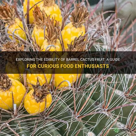 Exploring The Edibility Of Barrel Cactus Fruit: A Guide For Curious ...