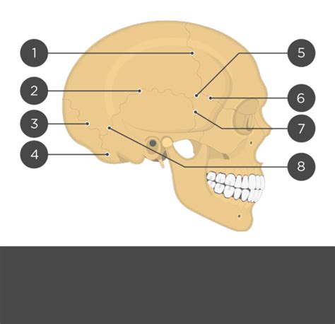 skull sutures Diagram | Quizlet