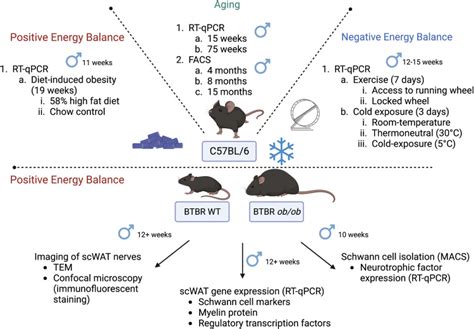 Schwann Cells Contribute To Demyelinating Diabetic Neuropathy And Nerve