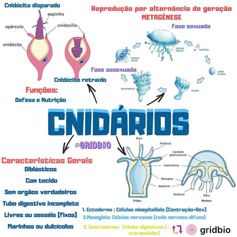 Poriferos E Cnidarios - Mapa Mental Poriferos E Cnidarios - FDPLEARN