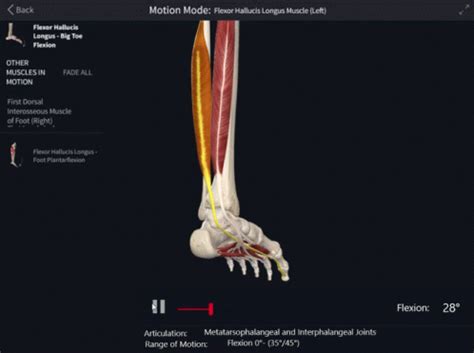 Flexor Hallucis Longus Big Toe Flexion Flexor Hallucis Longus Big