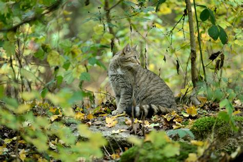 Wildkatze gewinnt Lebensräume zurück Rheinischer Spiegel