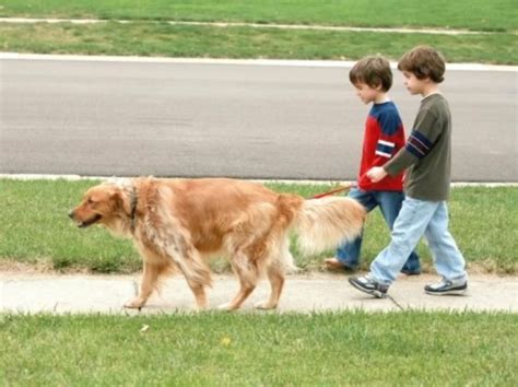 Cómo Pasear Al Perro Con Correa Mascotas