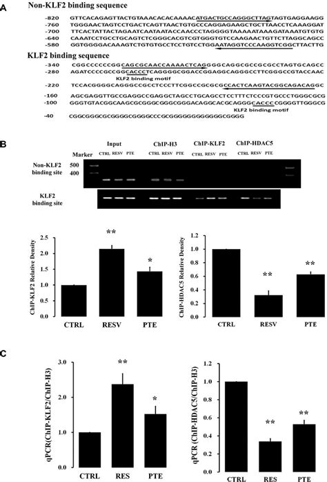 Resveratrol And Pterostilbene Regulated The Binding Of KLF2 And HDAC5